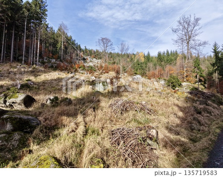 harvested slope with forest remnants, autumn landscape featuring logging scar and emerging saplings harvested slope with forest remnants, autumn landscape featuring logging scar and emerging saplings 135719583