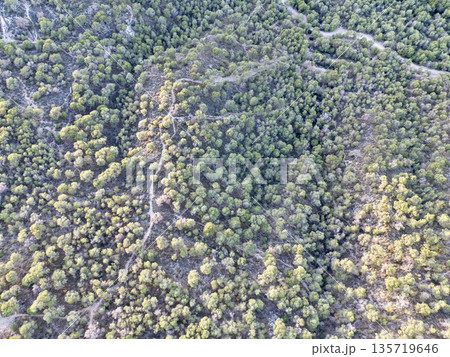 vast treetop landscape highlighting biodiversity, distant shot capturing changing forest colors and textures vast treetop landscape highlighting biodiversity, distant shot capturing changing forest colors and textures 135719646