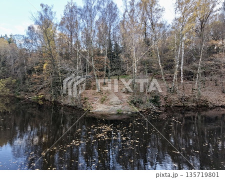 birch trees lining reflective river bank, conservation ranger inspecting roots and moss near shallow shoreline 135719801