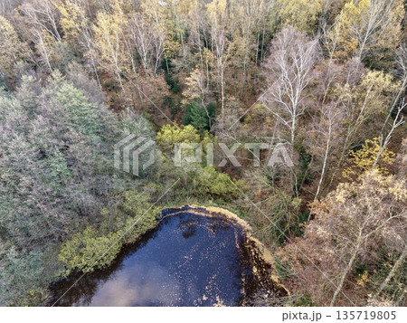 quiet natural pond amidst trees and reeds, serene woodland pond surrounded by moss and wildlife activity quiet natural pond amidst trees and reeds, serene woodland pond surrounded by moss and wildlife activity 135719805