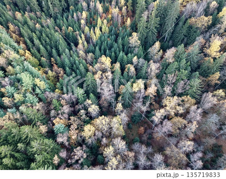 remote sensing imagery highlighting biodiversity and seasonal variation in forest canopy from above 135719833