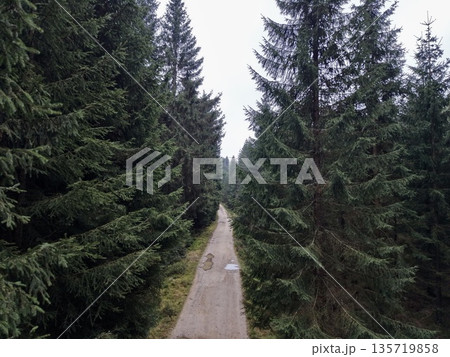independent adventurer moves slowly on rugged trail surrounded by tall evergreen trees in wilderness 135719858