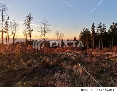 warm sky casting glow on meadow landscape, vibrant sunset illuminating distant pines and lush grasses warm sky casting glow on meadow landscape, vibrant sunset illuminating distant pines and lush grasses 135719864