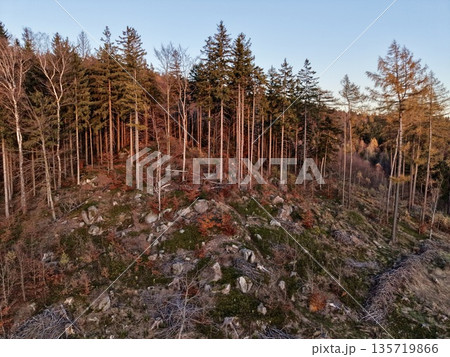vast outdoor landscape during sunset with towering pines and minimal shrubs on rocky cliff 135719866