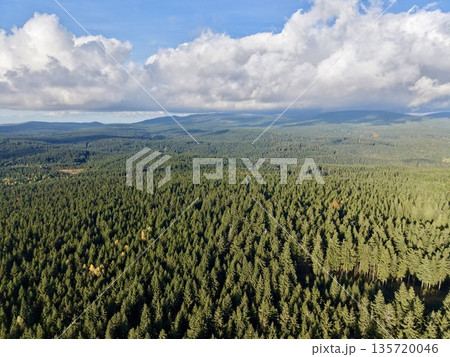 sunlit forest canopy over expansive wilderness, unspoiled wilderness with towering trees under cloudy skies sunlit forest canopy over expansive wilderness, unspoiled wilderness with towering trees under cloudy skies 135720046