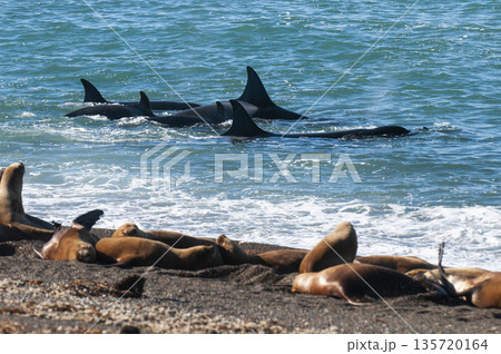 Orca family hunting sea lions on the paragonian coast, Patagonia, Argentina 135720164