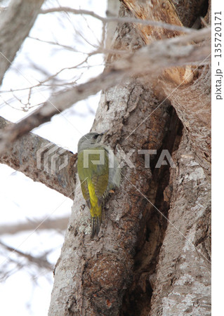 ヤマゲラ ♀ キツツキ 山啄木鳥、山緑啄木鳥 北海道の野鳥 ヤマゲラ ♀ キツツキ 山啄木鳥、山緑啄木鳥 北海道の野鳥 135720171