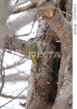 ヤマゲラ ♀ キツツキ 山啄木鳥、山緑啄木鳥 北海道の野鳥 ヤマゲラ ♀ キツツキ 山啄木鳥、山緑啄木鳥 北海道の野鳥 135720172