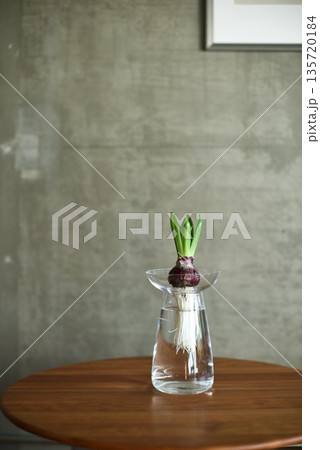 水耕栽培のヒヤシンスに芽が出たところ 水耕栽培のヒヤシンスに芽が出たところ 135720184