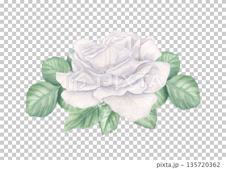 White flower on green foliage watercolor illustration on isolated background. Rose and leaves composition. Floral detailed element for Valentine day cards, Mother day invitations, wedding design. 135720362