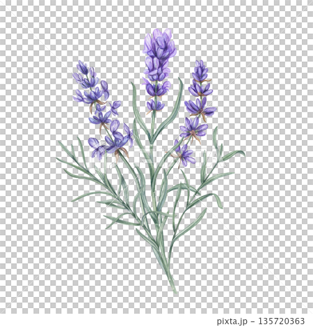 Lavender bouquet watercolor illustration on isolated background. Purple flowers and green leaves composition. Rosemary wildflower branches for culinary blogs, recipes, aromatherapy Provence posters. Lavender bouquet watercolor illustration on isolated background. Purple flowers and green leaves composition. Rosemary wildflower branches for culinary blogs, recipes, aromatherapy Provence posters. 135720363