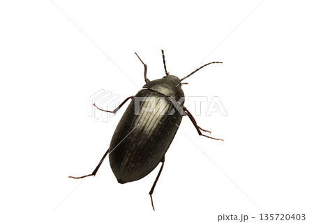 A beetle from the darkling beetle family. A beetle from the darkling beetle family. 135720403