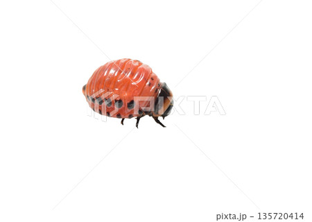 Red colored Colorado potato beetle larva. Red colored Colorado potato beetle larva. 135720414