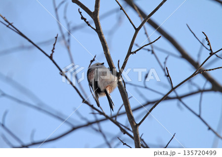 シマエナガ　しまえなが　雪の妖精　北海道野鳥 135720499