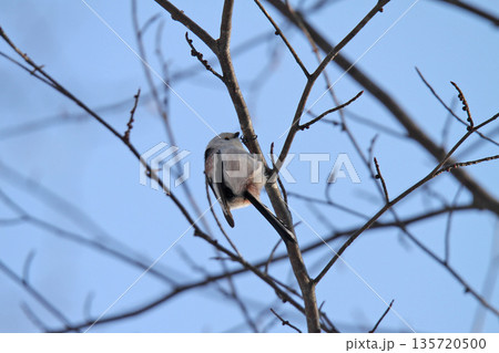 シマエナガ　しまえなが　雪の妖精　北海道野鳥 135720500