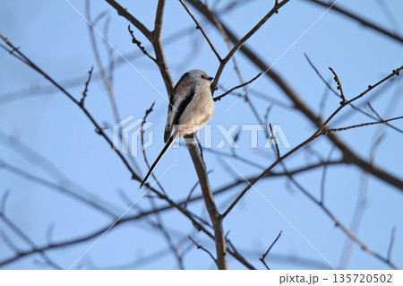 シマエナガ　しまえなが　雪の妖精　北海道野鳥 135720502