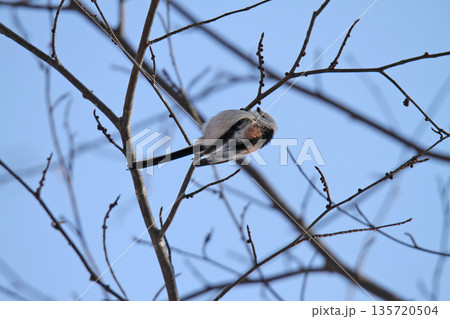 シマエナガ　しまえなが　雪の妖精　北海道野鳥 135720504