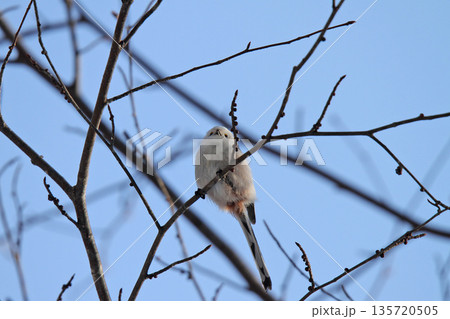 シマエナガ　しまえなが　雪の妖精　北海道野鳥 135720505