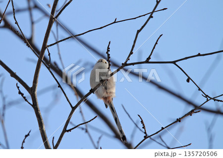 シマエナガ　しまえなが　雪の妖精　北海道野鳥 135720506