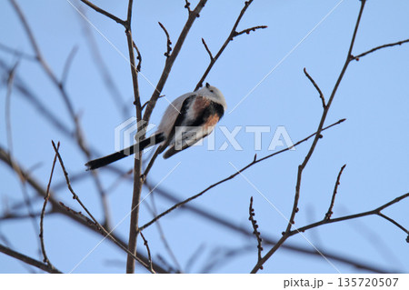 シマエナガ　しまえなが　雪の妖精　北海道野鳥 135720507