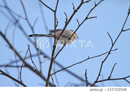 シマエナガ　しまえなが　雪の妖精　北海道野鳥 135720508