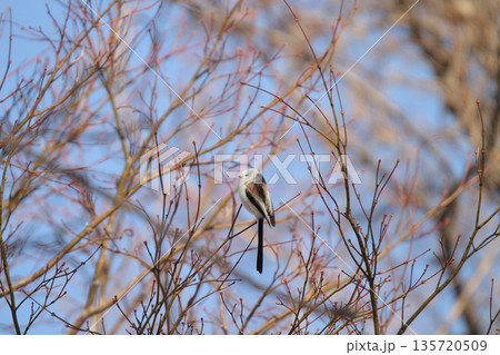 シマエナガ　しまえなが　雪の妖精　北海道野鳥 135720509