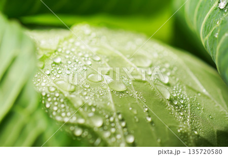 水滴のついた新鮮なキャベツ(背景素材・テクスチャ) 135720580