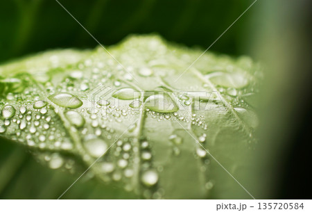 水滴のついた新鮮なキャベツ(背景素材・テクスチャ) 135720584