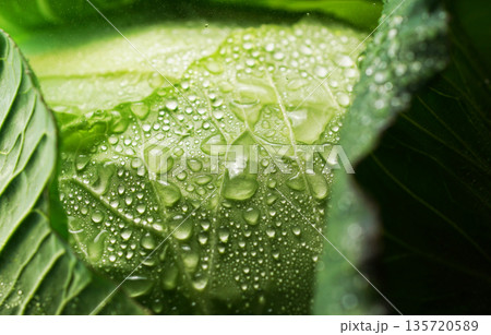 水滴のついた新鮮なキャベツ(背景素材・テクスチャ) 135720589