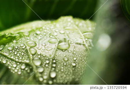水滴のついた新鮮なキャベツ(背景素材・テクスチャ) 135720594