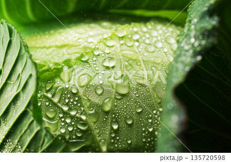 水滴のついた新鮮なキャベツ(背景素材・テクスチャ) 水滴のついた新鮮なキャベツ(背景素材・テクスチャ) 135720598