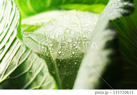 水滴のついた新鮮なキャベツ(背景素材・テクスチャ) 水滴のついた新鮮なキャベツ(背景素材・テクスチャ) 135720615