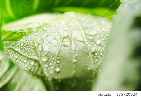 水滴のついた新鮮なキャベツ(背景素材・テクスチャ) 135720624