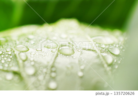 水滴のついた新鮮なキャベツ(背景素材・テクスチャ) 135720626