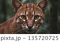 Wild Cat Predator Portrait In Forest 4k ai 135720725