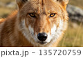Wolf Portrait In Wilderness Environment 4k ai 135720759