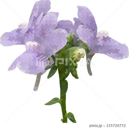 薄紫色のネメシアの花 イラスト風デジタルアート 透過背景に映える可憐な園芸植物のクローズアップ 135720772