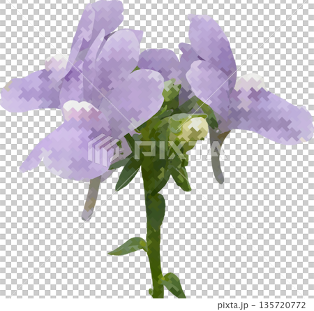薄紫色のネメシアの花 イラスト風デジタルアート 透過背景に映える可憐な園芸植物のクローズアップ 135720772