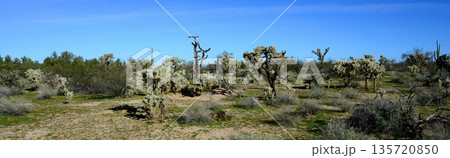 Landscape Sonoran Desert Arizona Landscape Sonoran Desert Arizona 135720850