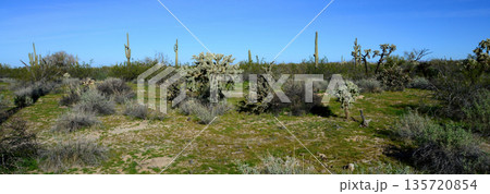 Landscape Sonoran Desert Arizona 135720854