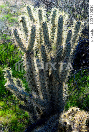 Cholla cactus, Sonora Desert, Mid Winter 135720856
