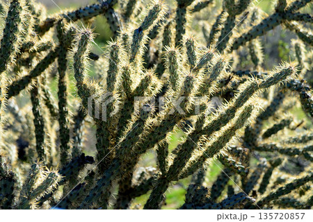 Cholla cactus, Sonora Desert, Mid Winter Cholla cactus, Sonora Desert, Mid Winter 135720857