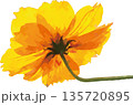 黄花コスモスの鮮やかな花びら デジタルアート風クローズアップ 透過背景の植物イラスト素材 135720895