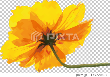 鮮豔的黃色波斯菊花瓣，數位藝術風格特寫，透明背景植物插圖素材 135720895
