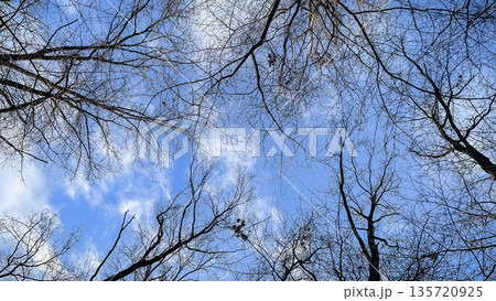 Low angle view of bare tree branches reaching towards a bright blue sky with soft white clouds. 135720925