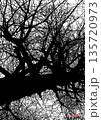 冬枯れの木立を捉えた力強いシルエット 緻密に重なり合う枝のグラフィックアート背景素材 135720973