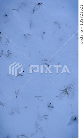 Top view of fallen pine needles and small twigs scattered on a fresh white snow surface in a winter forest. Top view of fallen pine needles and small twigs scattered on a fresh white snow surface in a winter forest. 135721021