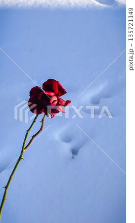 A beautiful deep red rose standing alone against a pure white snow background on a cold winter day. 135721149