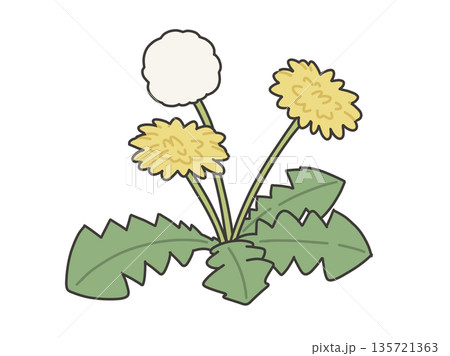 たんぽぽのイラスト たんぽぽのイラスト 135721363