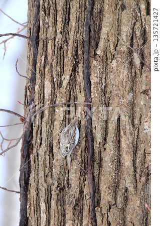 キタキバシリ　キバシリ　きばしり　北海道野鳥 135721427